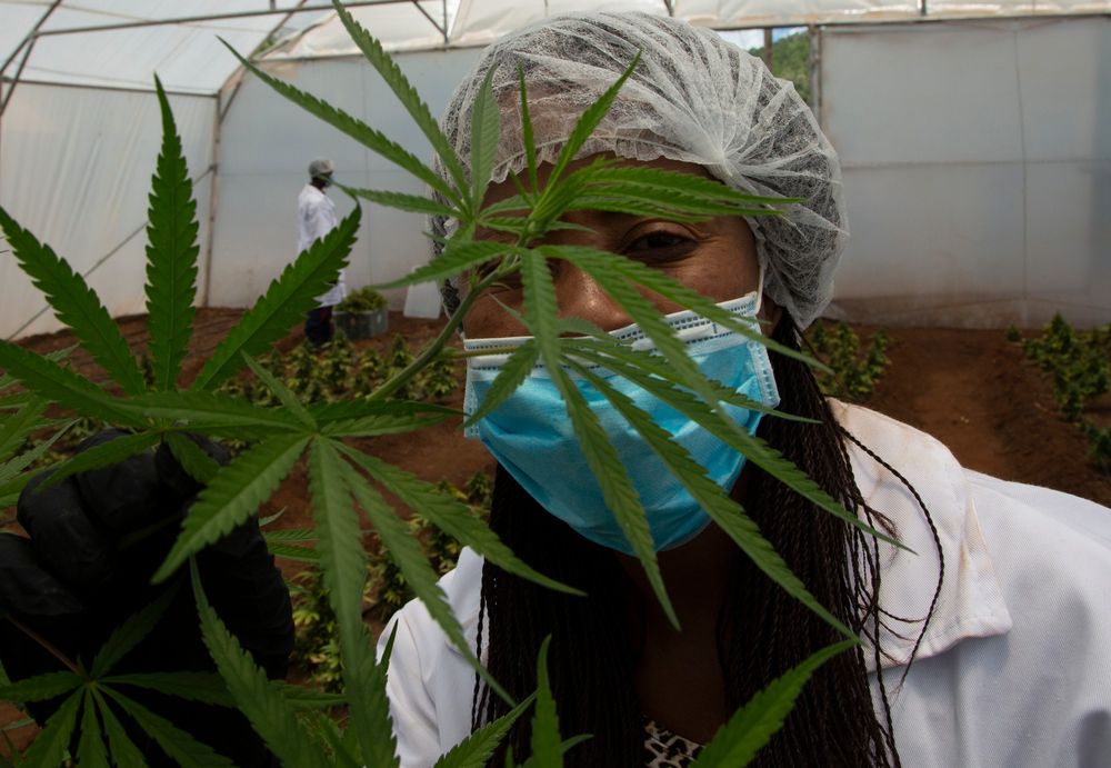 SA paves way for legal hemp production with new Plant Improvement Act