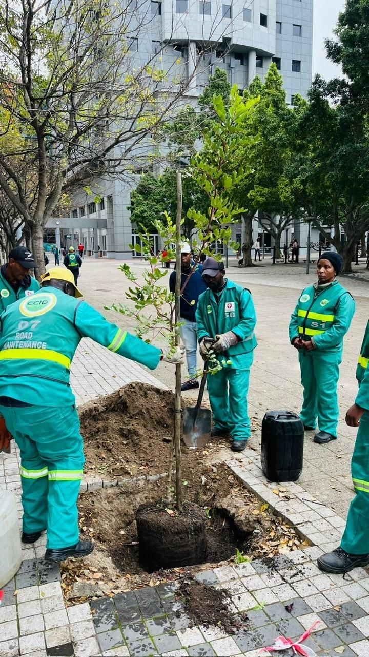 New trees brighten Cape Town city centre