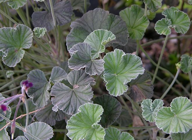 Pelargonium: A traditional remedy from the Eastern Cape that fights viruses