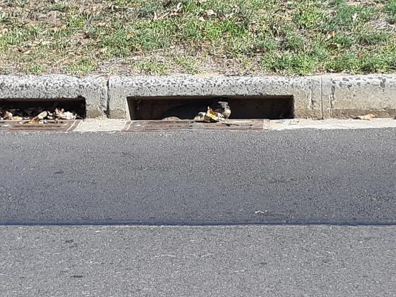 Caught on camera: municipal worker sweeps dirt into drain