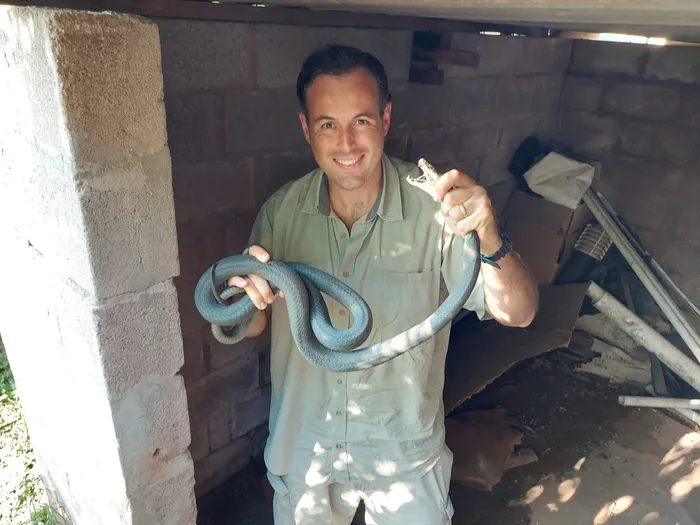 The snake was seen basking on a wall, then it came down into the property, into a storeroom in Ashley. | Facebook/Nick Evans