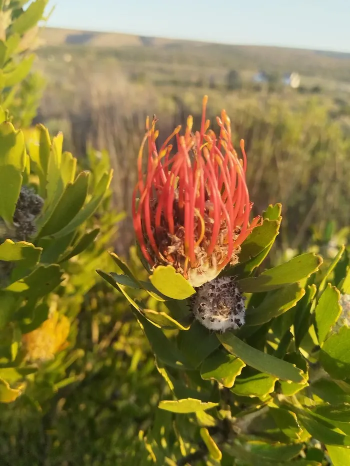 Pincushion flowers add to the diversity of flora in the Wild Rescue nature reserve.
