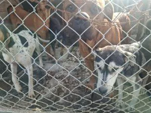 RESCUED: 24 dogs Dunoon 