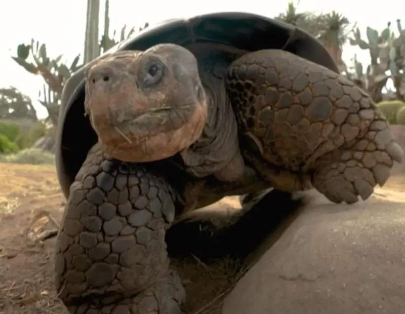 ‘Gramma,’ a tortoise who lived through 20 presidencies, dies at 141