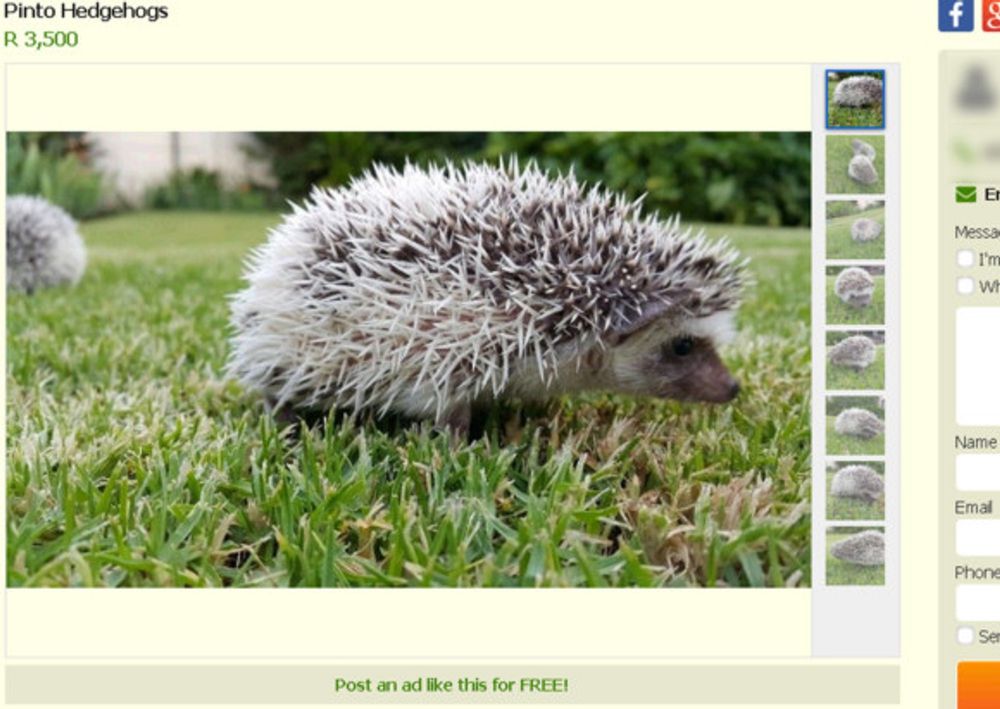 Hedgehog craze a prickly problem