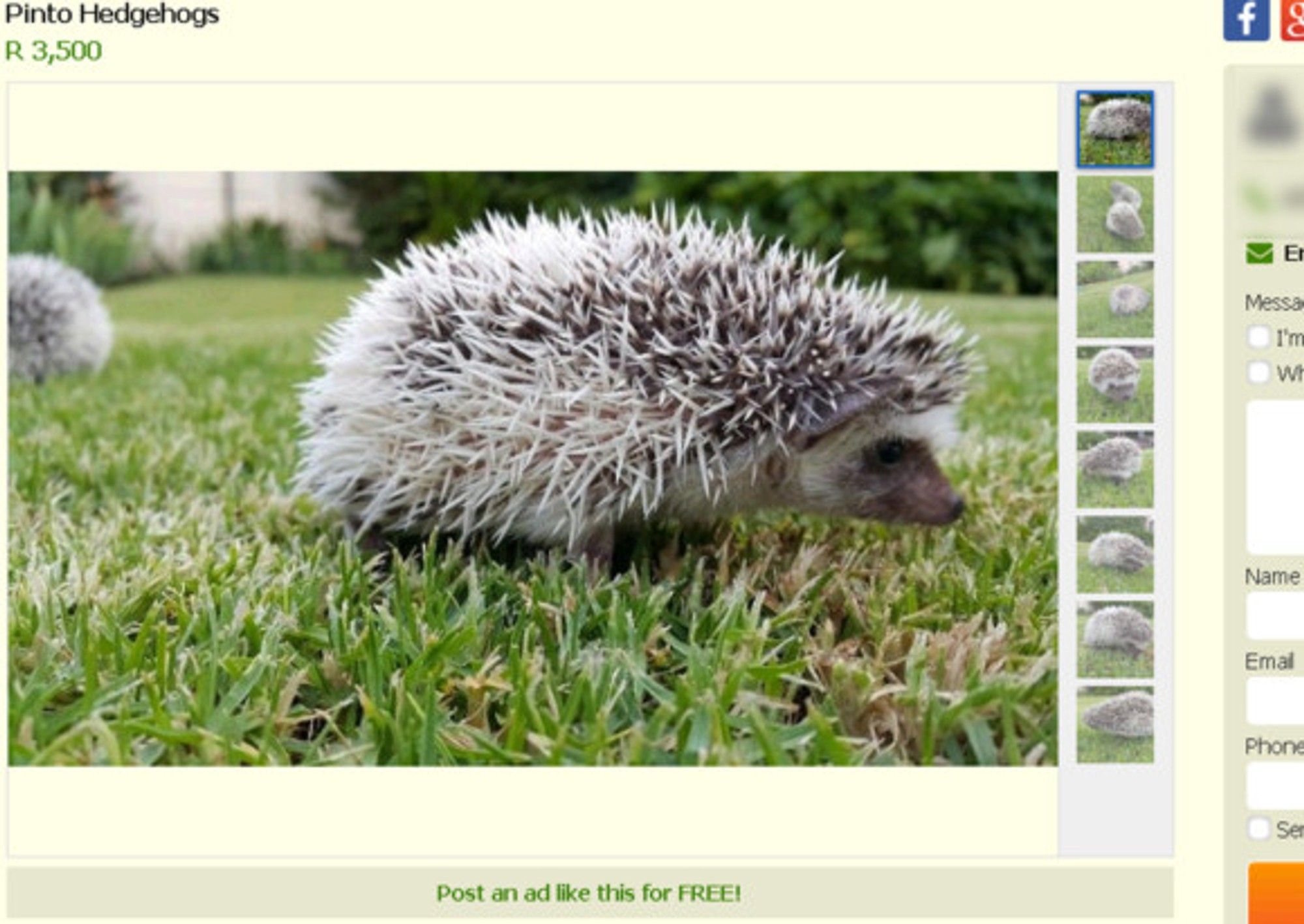 Hedgehog craze a prickly problem