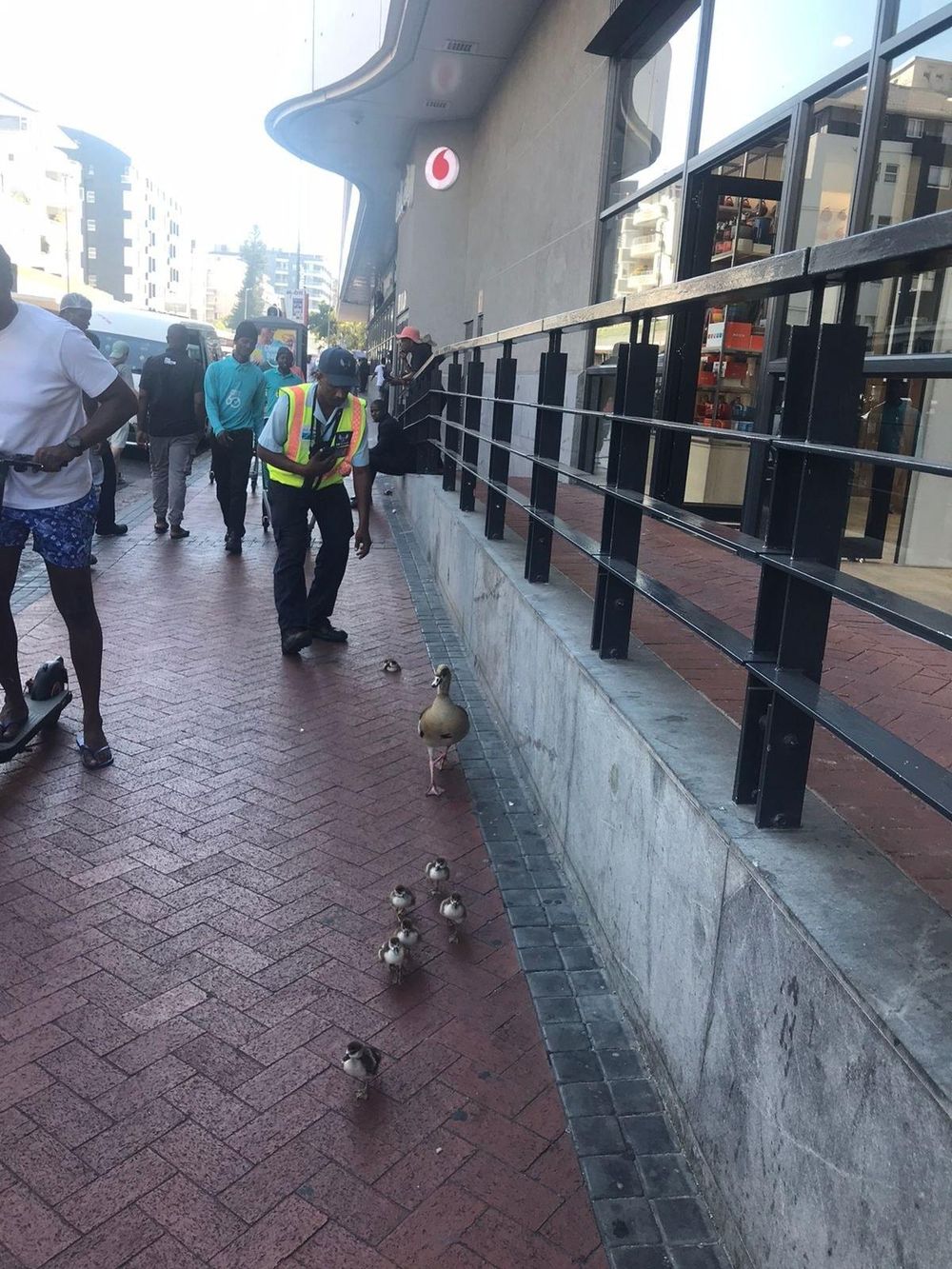 Egyptian geese safely escorted across busy road in Sea Point