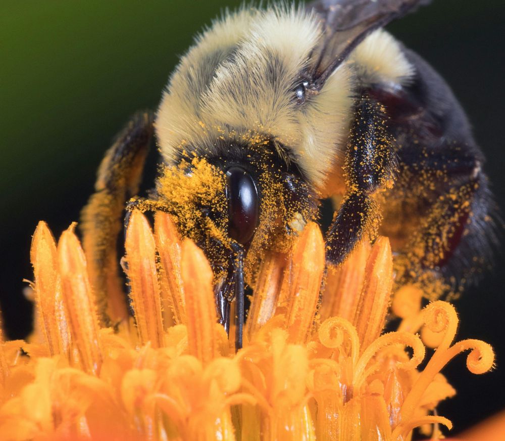 Explore the intricate world of pollination with Professor Bruce Anderson