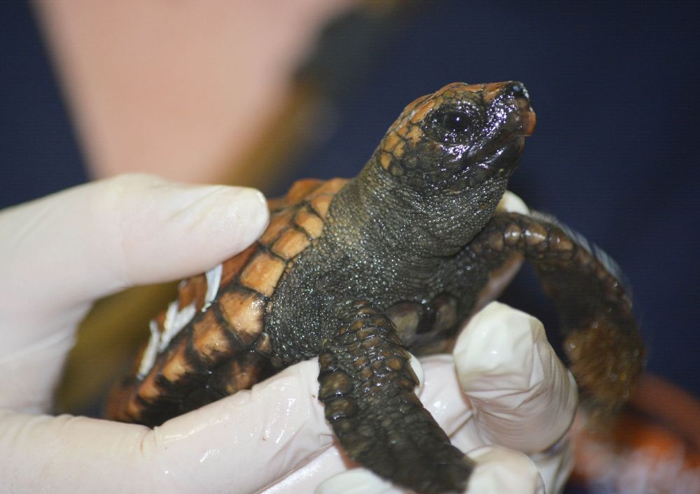 Gabon battles for baby sea turtles' survival