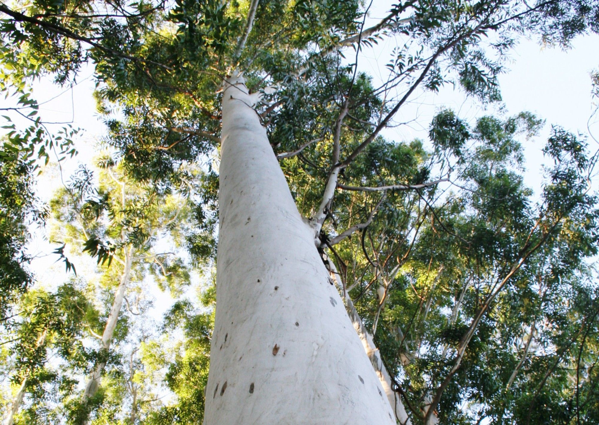 Tapping into gum trees for fuel