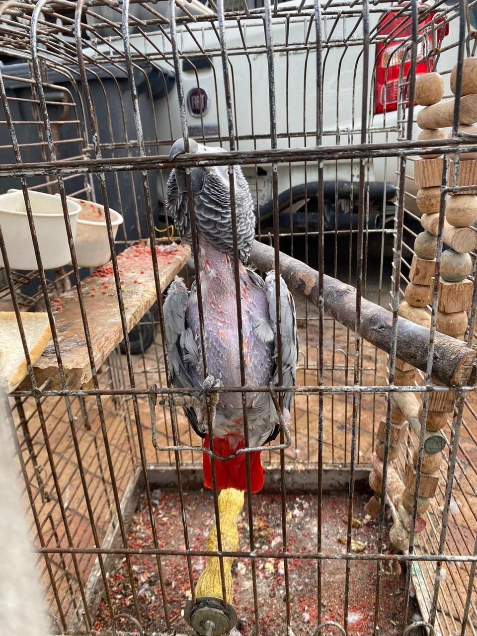 Fadiel Adams appears in court over alleged mistreatment of parrot