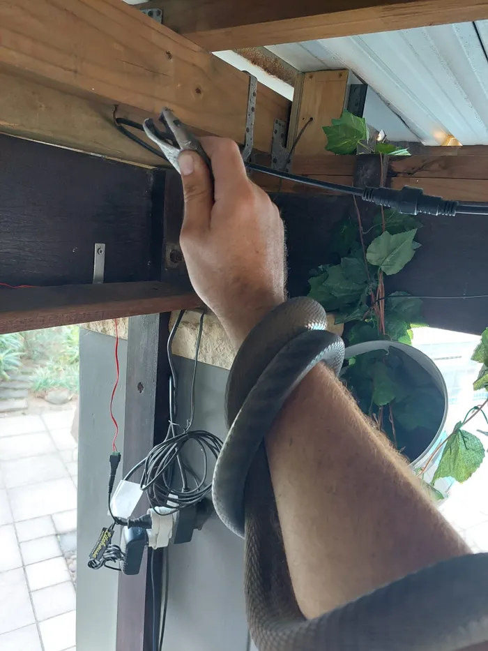 Snake catcher Nicke Evans holds a black mamba in his hand