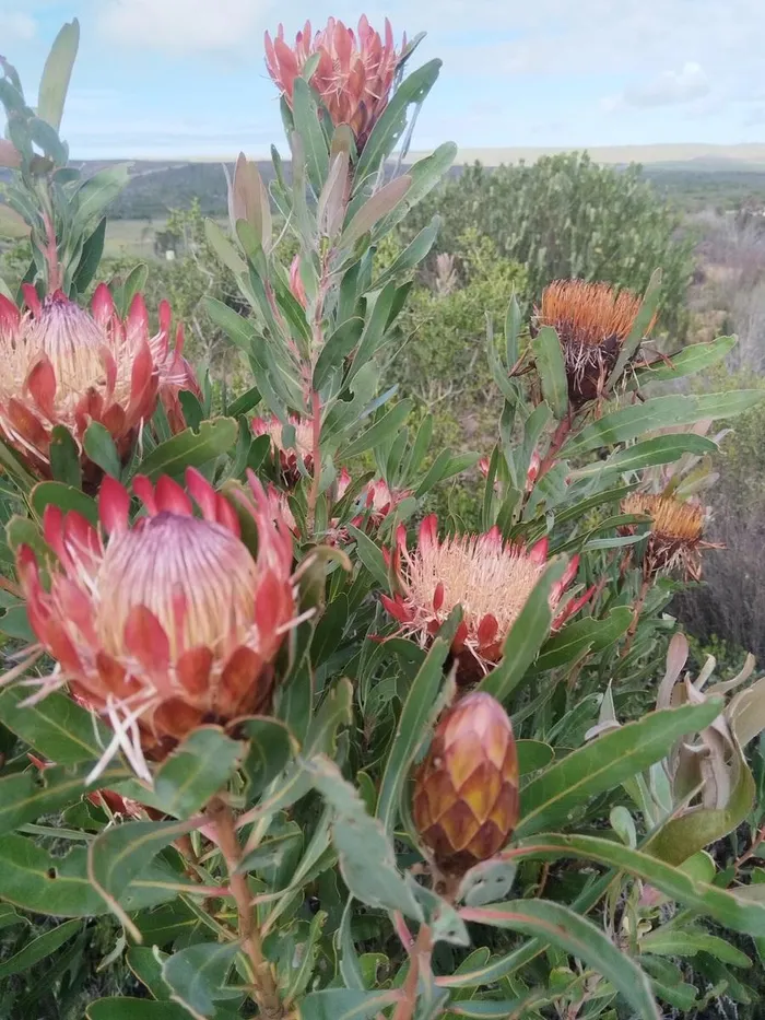 Proteas at the Wild Rescue nature reserve between Still Bay and Riversdale in the Western Cape. 