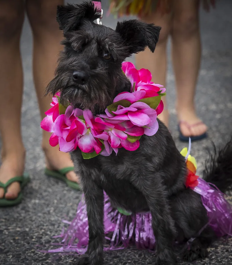 The true cost of pet ownership: balancing love and finances