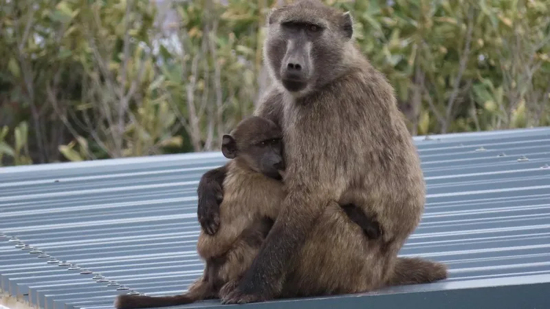 Baboon action plan released, but civil group raises concerns