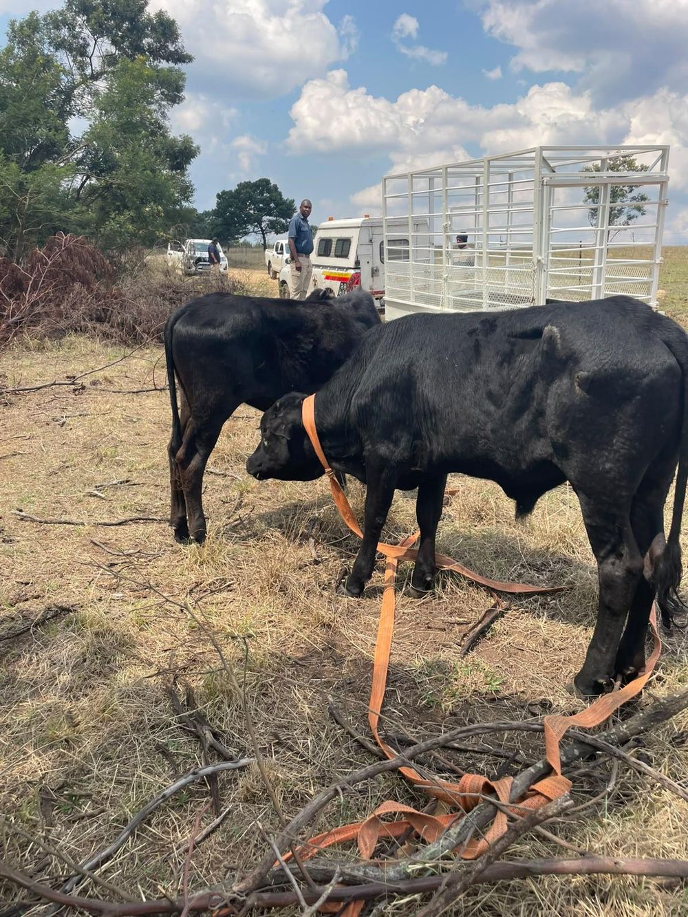 Operation Basadi recovers livestock worth more than R290,000 near Eswatini border - IOL