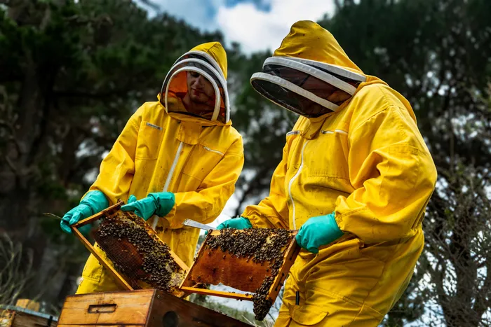 The role of honeybees pollinating the country's fruit crops was highlighted by the Department of Agriculture at the annual Bee conference on Tuesday in the North West.