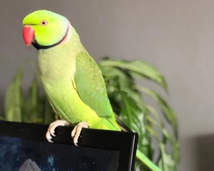 Our Pet of the Month winner for August is Rio, a 10-year-old Indian ring neck who lives in uMhlanga. His owner says he constantly reminds them that he’s ‘a very pretty bird’.