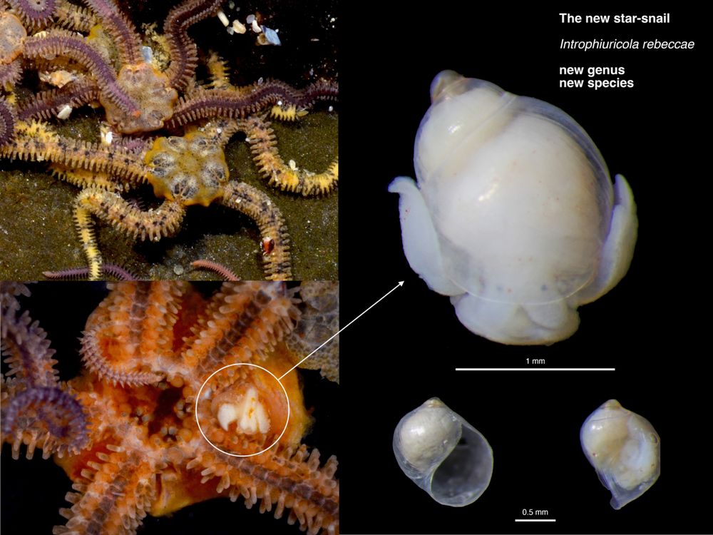 New genus of parasitic sea snail discovered by South African researchers
