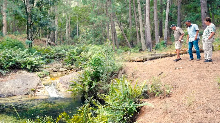 Exploring the MTO Longmore Plantation Riverine System that is home to the Hewitt's Ghost Frog.