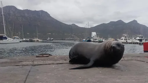 Cape Town's NSRI warns of rabies threat following a seal attack in Hout Bay