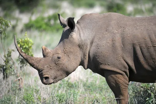 Rhino horn trafficking: Conservationist John Hume among six accused in Pretoria court