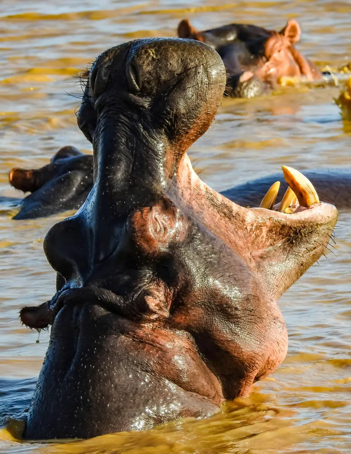 A simple boat cruise along the St Lucia estuary system brings you face-to-face with massive pods of hippos basking in the winter sun and crocodiles lining the muddy banks. 