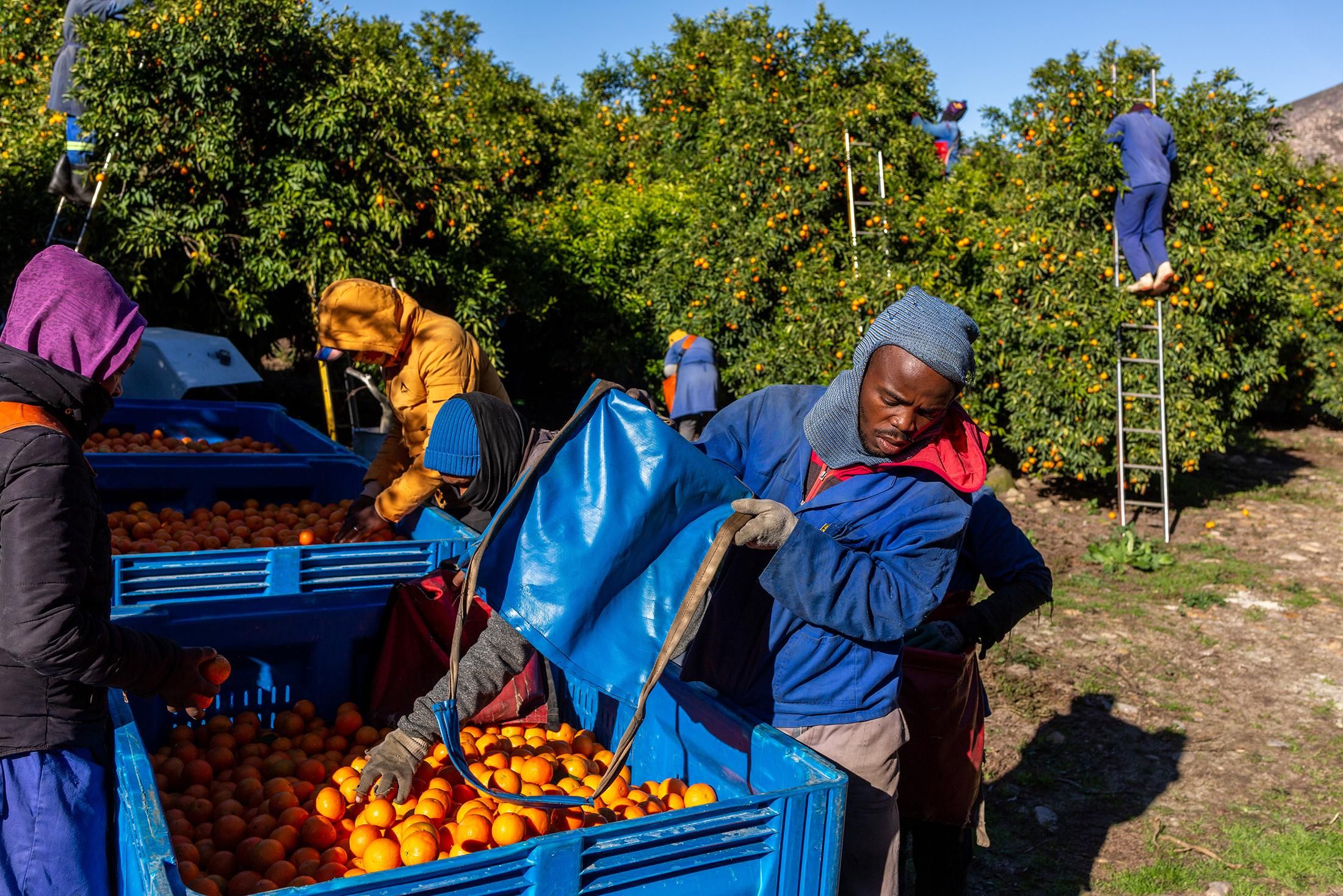 Trump tariffs sour fortunes of SA’s citrus farmers