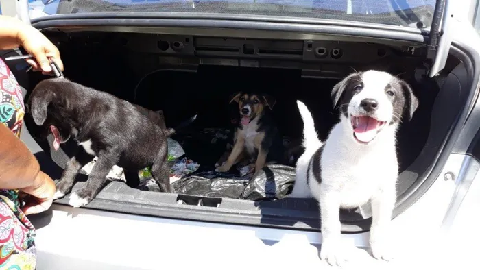 An adult female Husky cross and her seven puppies were rescued after being found confined in the sweltering hot boot of the owner’s car.