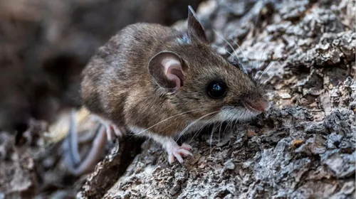 KLM flight attendant in Amsterdam tested for suspected hantavirus after mild symptoms