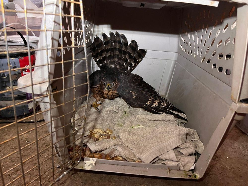 Wildlife crime in the Western Cape: Are current penalties enough to deter offenders