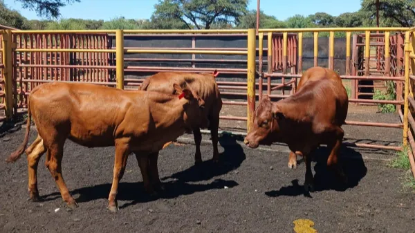 Kuruman man 'caught red‑handed' with stolen Bonsmara cattle
