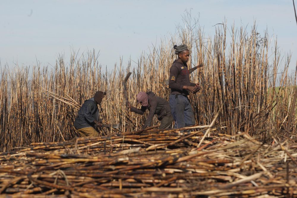 Tongaat Hulett Liquidation Shock: Sugar Industry Warns of Job Losses and Rural Collapse as Growers Urge Rescue