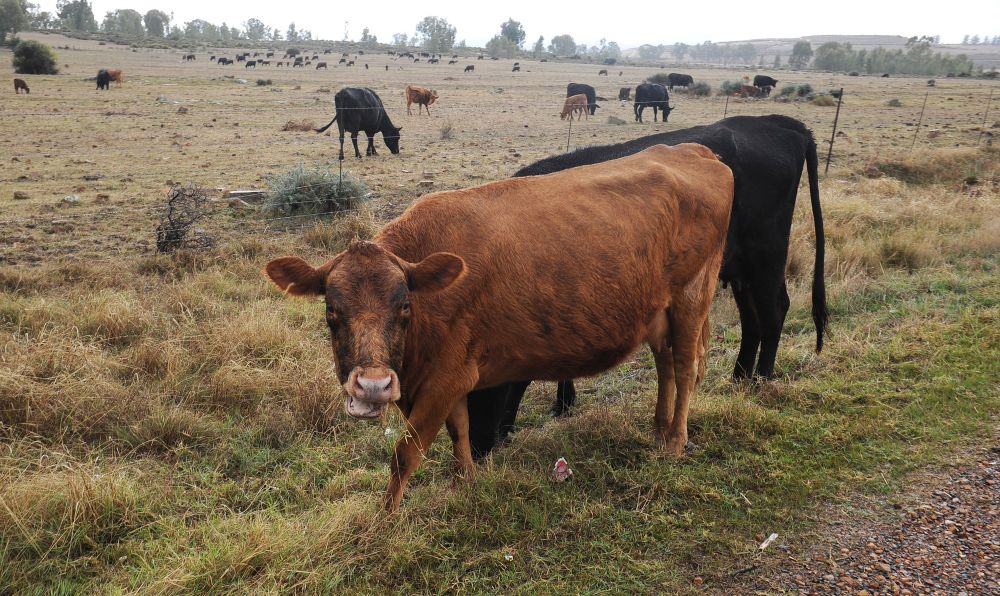 Industry has mixed response to Zambia's temporary import ban on South African livestock