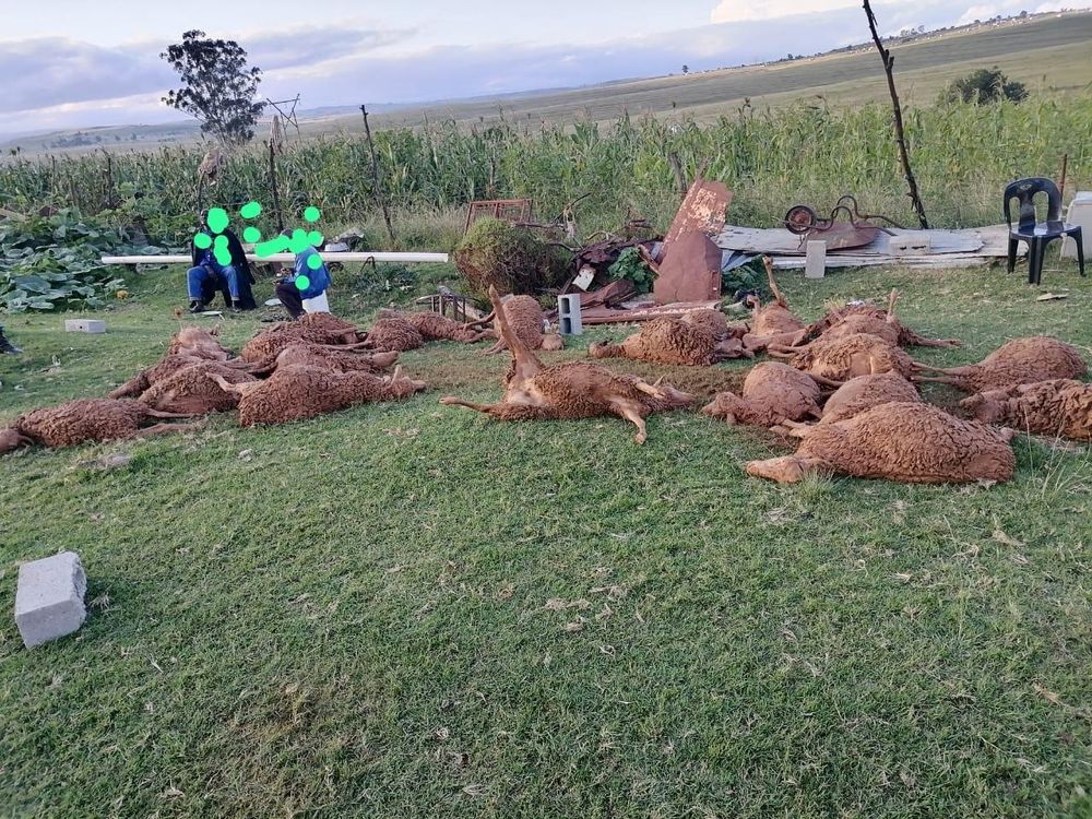 Kudutyulwe inkosikazi kwafumaneka nenqwaba yeegusha ebezibiwe ezinye ...