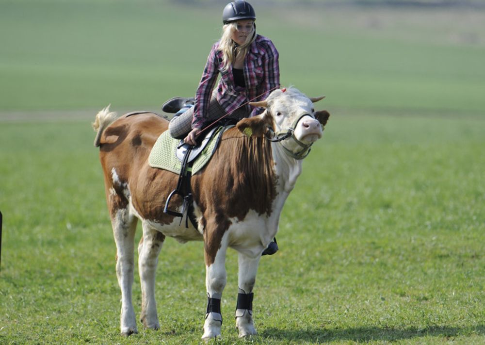 Mooooo-ve, here comes...