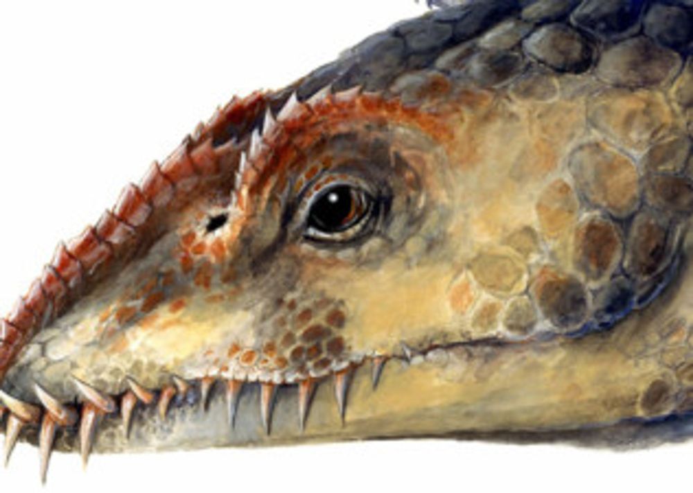 Is Nessie just a giant catfish?