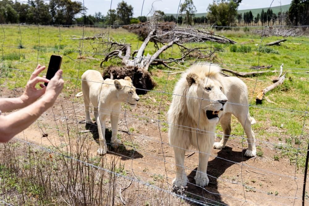 Four Paws urges South Africans to travel responsibly this holiday season