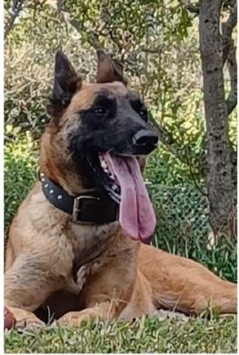 SAPS dog Sky endured multiple traumatic injuries before euthanasia, report finds - IOL