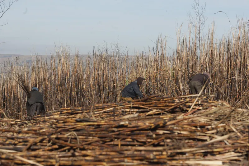 Grower-led initiative seeks to save Tongaat Hulett from impending liquidation
