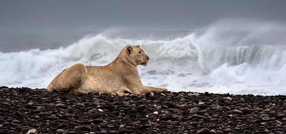 Namibia’s maritime lions: The only lions in the world that hunt seals
