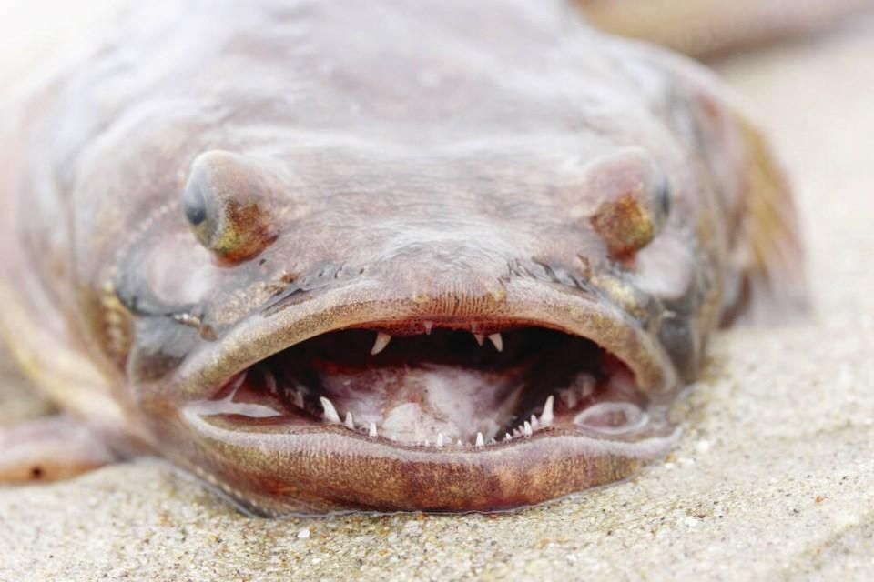 What sound does a fish make? The answer is weirder than you think