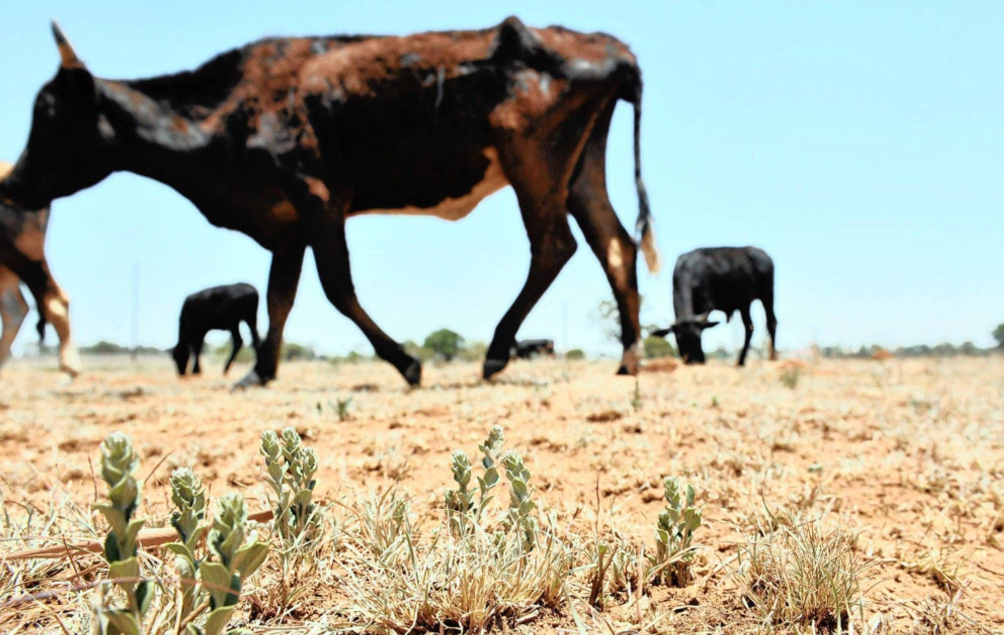 The alarming state of South Africa’s rangelands: 90% degradation and its impacts