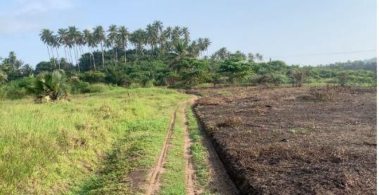 South Africans plant more than 7.1 million trees since April - IOL