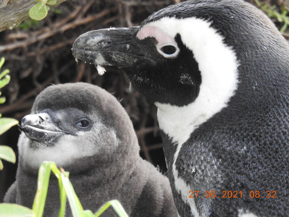 City of Cape Town marks World Penguin Day as it fights for the survival of African Penguins