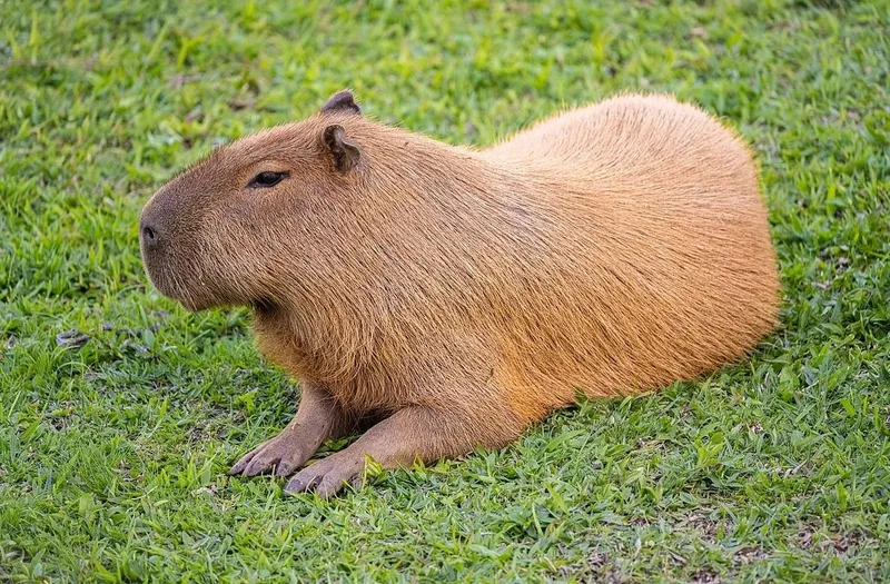 Fugitive capybara caught by zoo after two months on run
