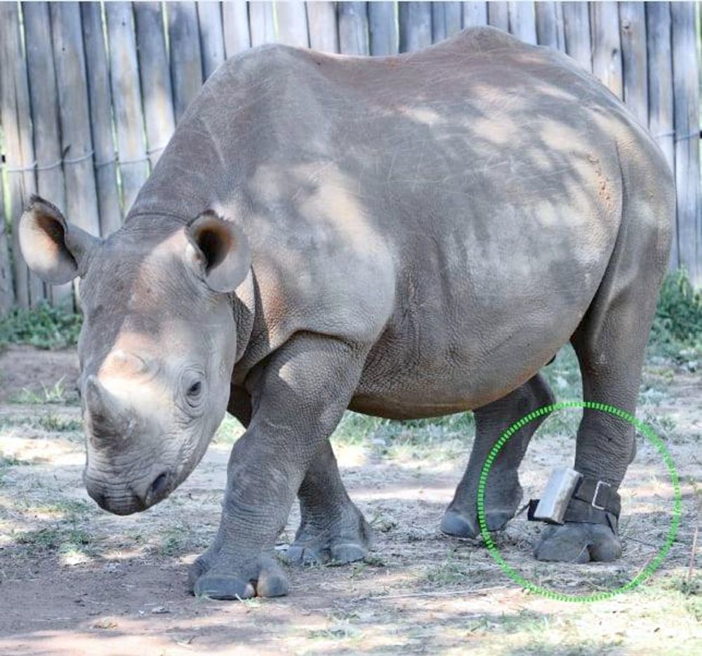 Stellenbosch University graduate building device to protect rhinos