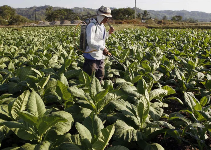 who introduced tobacco Tobacco was introduced in the Ottoman Empire in the late 16th century by  the Spanish and it was used as a medicine before further researched  established that smoking tobacco caused dizziness, fatigue