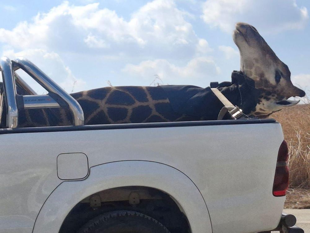 DA Slammed Over Stuffed Giraffe PR Stunt That Fooled Wildlife Rescuers