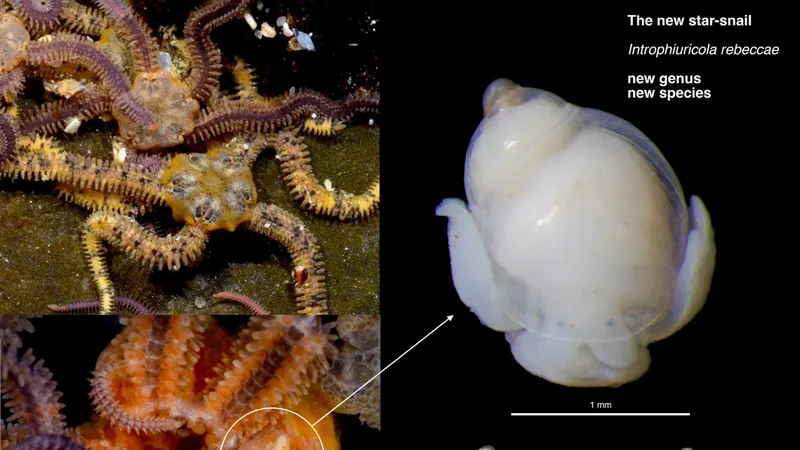 Scientists unveil new genus of parasitic sea snail in the Great African Seaforest